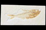 Bargain, Diplomystus Fossil Fish - Wyoming #126024-1